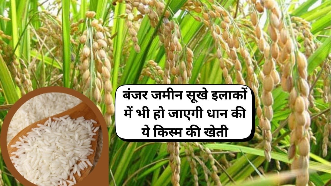 बंजर जमीन सूखे इलाकों में भी हो जाएगी धान की ये किस्म की खेती, कम पानी में होगा बंपर उत्पादन, जाने नाम