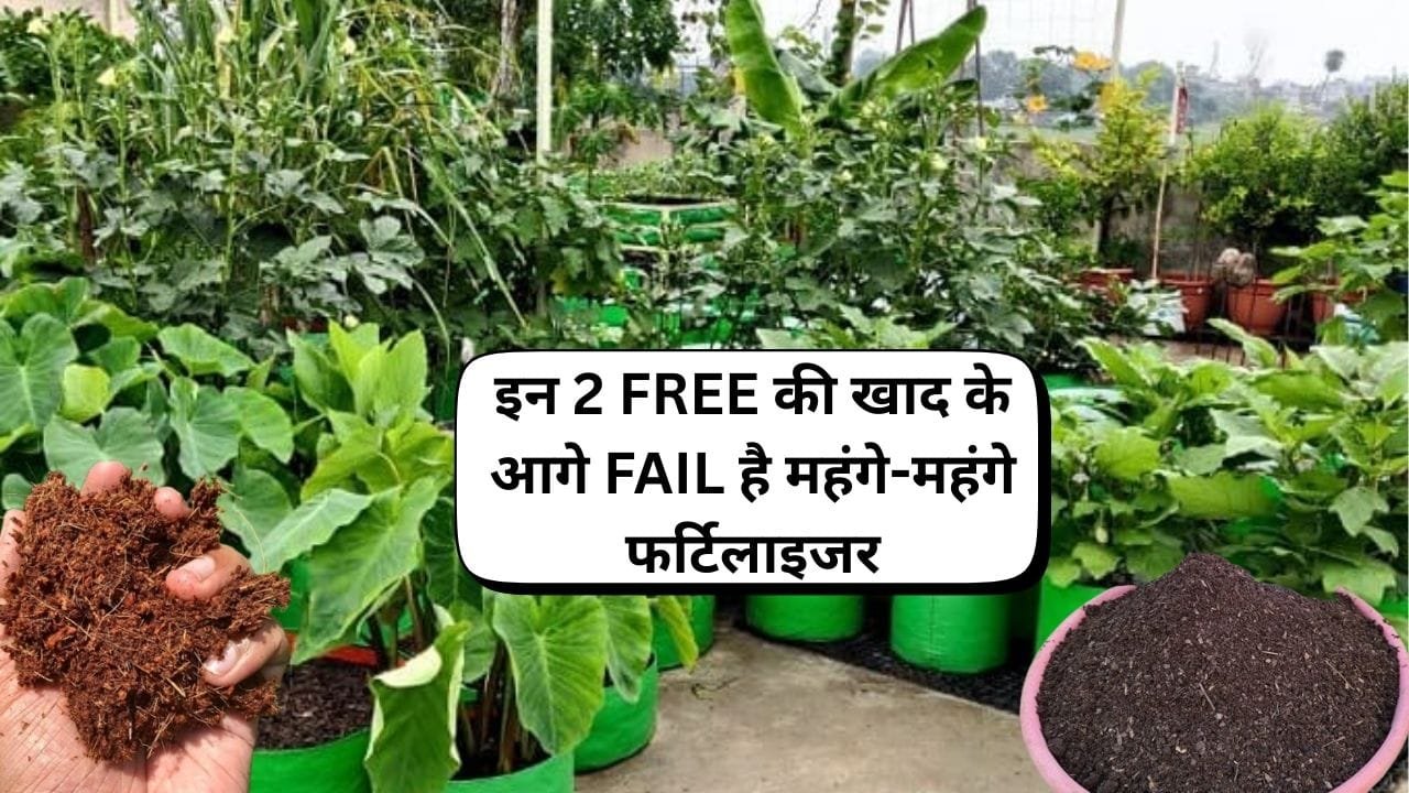 Gardening Tips: इन 2 FREE की खाद के आगे FAIL है महंगे-महंगे फर्टिलाइजर, मिट्टी में डालते ही मुरझाए पौधे होंगे हरे-भरे, जाने नाम