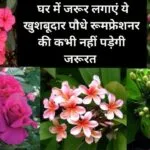 Gardening tips: घर में जरूर लगाएं ये खुशबूदार पौधे, रूमफ्रेशनर की कभी नहीं पड़ेगी जरूरत घर का हर कोना महक उठेगा, जाने नाम