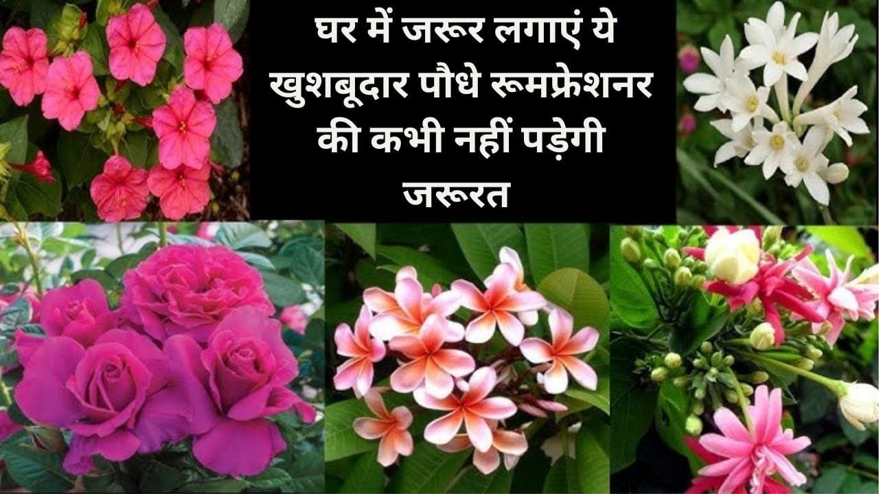 Gardening tips: घर में जरूर लगाएं ये खुशबूदार पौधे, रूमफ्रेशनर की कभी नहीं पड़ेगी जरूरत घर का हर कोना महक उठेगा, जाने नाम