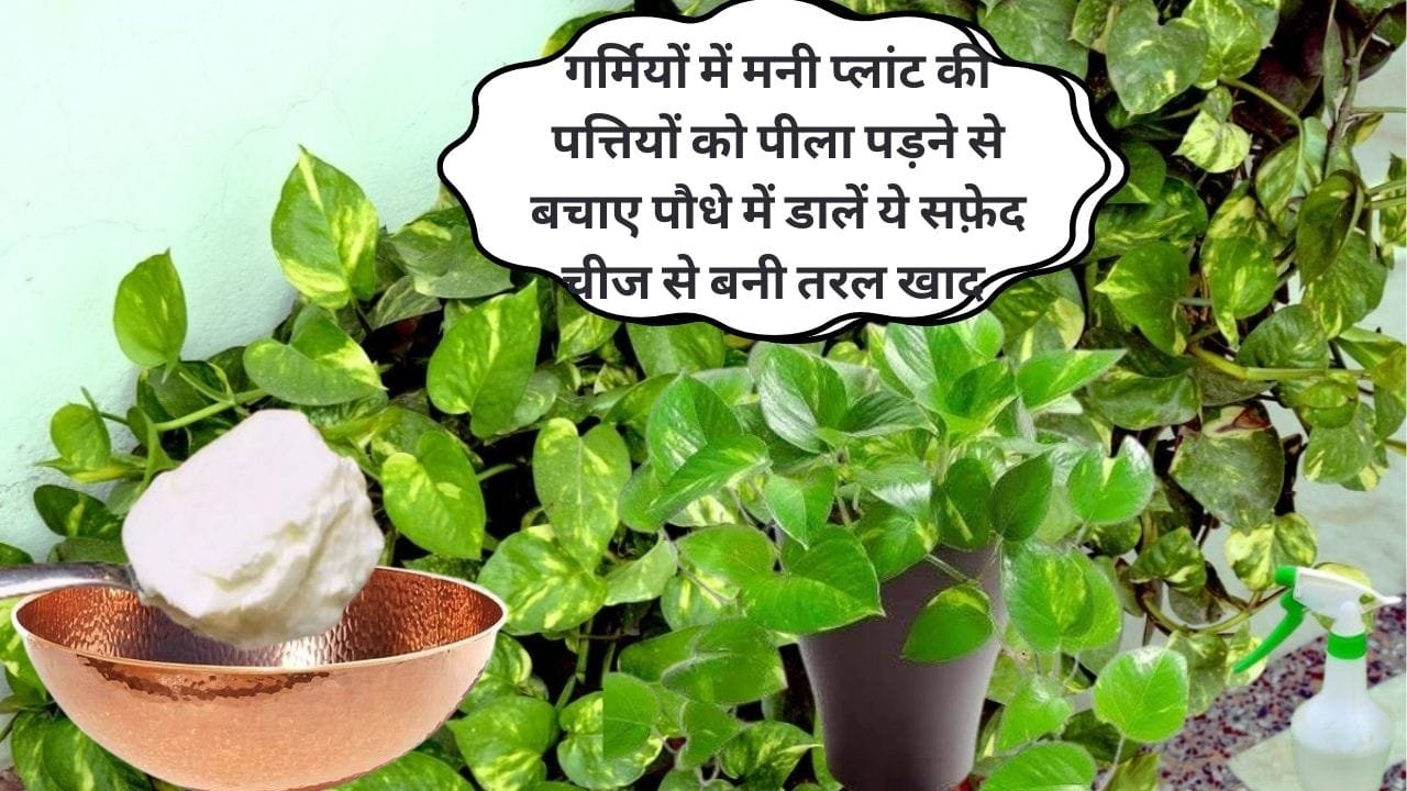 Gardening tips: गर्मियों में मनी प्लांट की पत्तियों को पीला पड़ने से बचाए, पौधे में डालें 1 चम्मच ये सफ़ेद चीज से बनी तरल खाद, जाने नाम