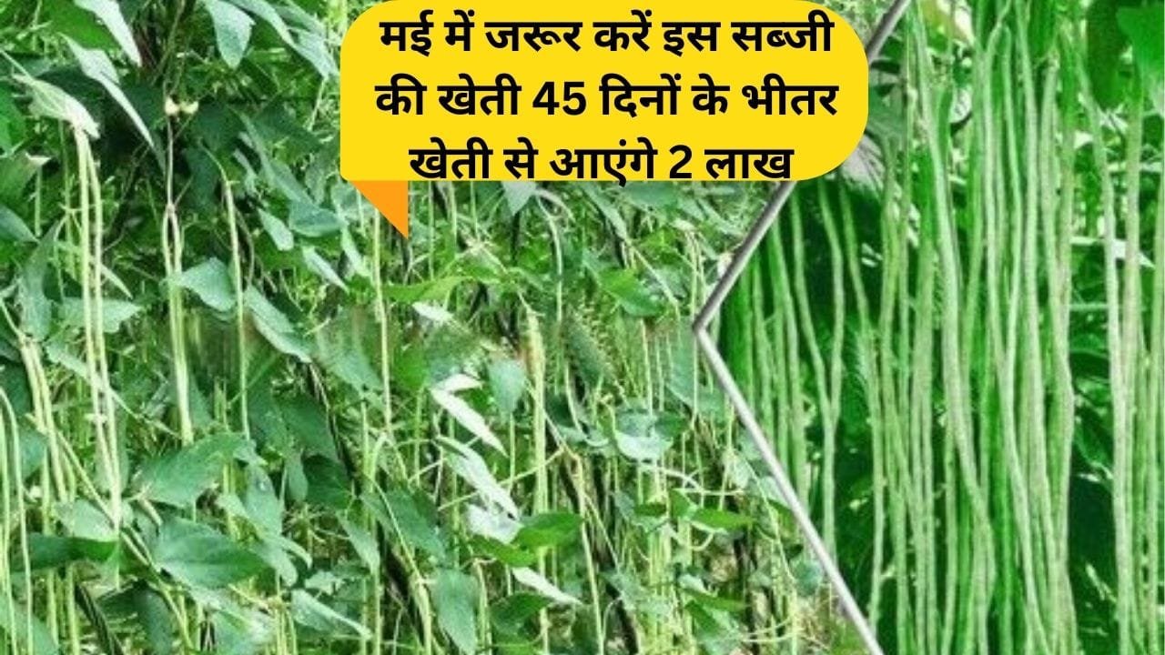 मई में जरूर करें इस सब्जी की खेती, मार्केट में है खूब डिमांड 45 दिनों के भीतर खेती से आएंगे 2 लाख, जाने नाम