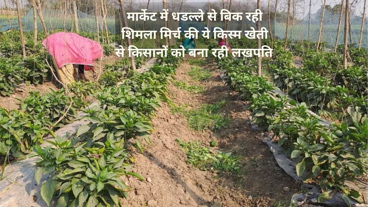 मार्केट में धडल्ले से बिक रही शिमला मिर्च की ये किस्म, खेती से किसानों को बना रही लखपति, जाने नाम