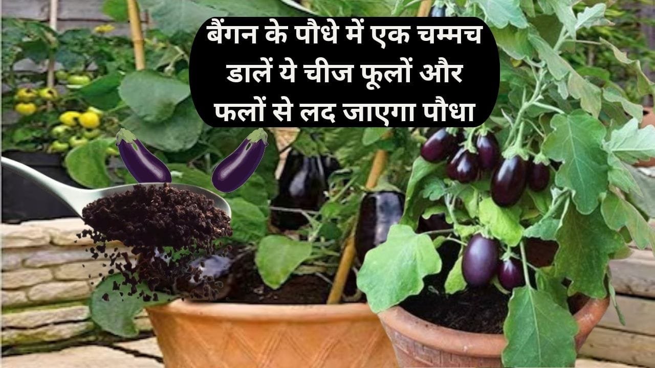 Gardening tips: बैंगन के पौधे में एक चम्मच डालें ये चमत्कारी चीज, फूलों और फलों से लद जाएगा पौधा माली ने खुद इस्तेमाल करके दिखाया कमाल