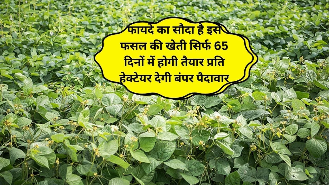 फायदे का सौदा है इस फसल की खेती, सिर्फ 65 दिनों में होगी तैयार प्रति हेक्टेयर देगी बंपर पैदावार मालामाल हो जाएंगे किसान, जाने नाम