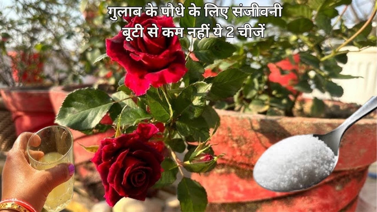 Gardening Tips: गुलाब के पौधे के लिए संजीवनी बूटी से कम नहीं ये 2 चीजें, पौधें में डालते ही लद कर आना शुरू हो जाएंगे फूल, जाने नाम