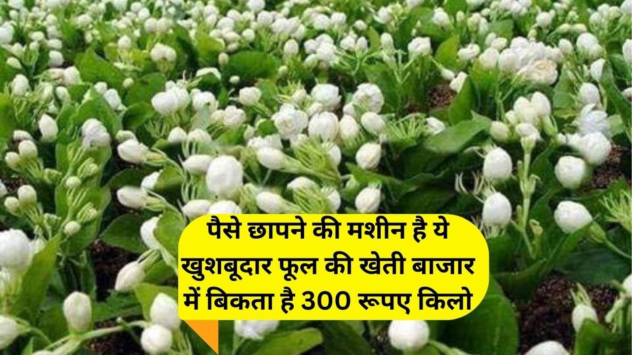 पैसे छापने की मशीन है ये खुशबूदार फूल की खेती, बाजार में बिकता है 300 रूपए किलो मार्केट है खूब डिमांड, जाने नाम
