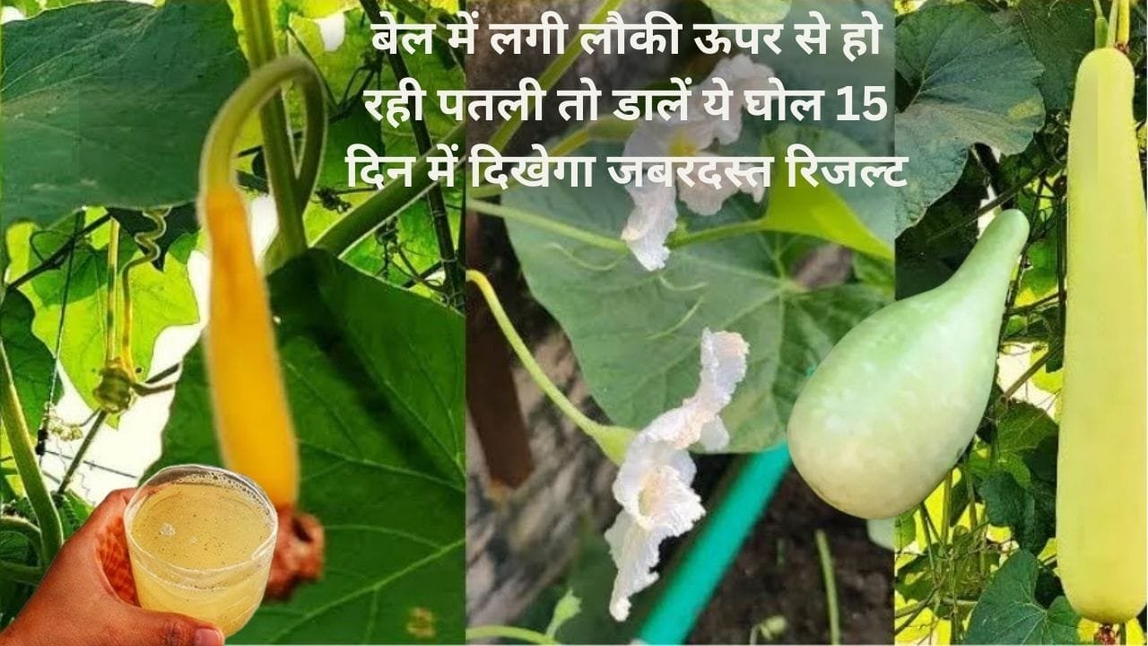 Gardening Tips: बेल में लगी लौकी ऊपर से हो रही पतली तो डालें ये घोल, 15 दिन में दिखेगा जबरदस्त रिजल्ट अनगिनत स्वस्थ लौकी से लद जाएगी बेल