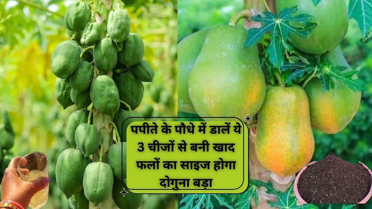 Gardening Tips: पपीते के पौधे में डालें ये 3 चीजों से बनी खाद, फलों का साइज होगा दोगुना बड़ा ऊपर से नीचे तक पेड़ में लद जाएंगे फल, जाने नाम