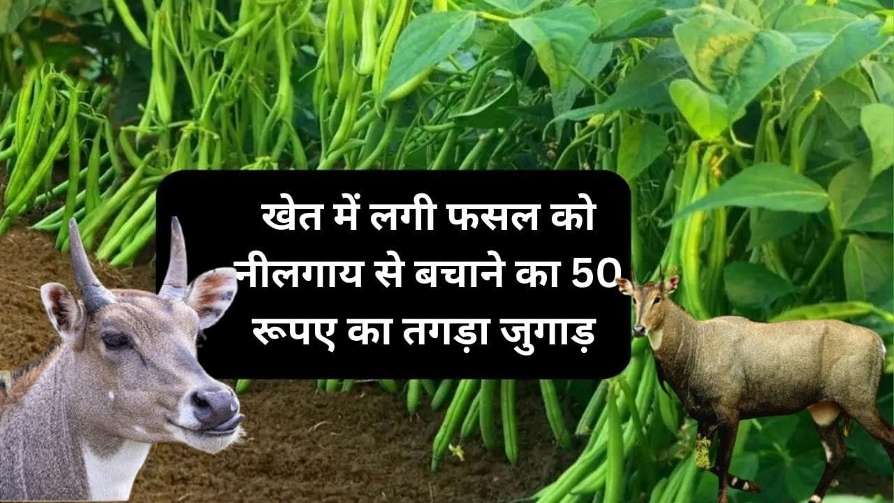 Agriculture tips: खेत में लगी फसल को नीलगाय से बचाने का 50 रूपए का तगड़ा जुगाड़, ये चीज भागने में दिखाएगी अपना कमाल, जाने नाम
