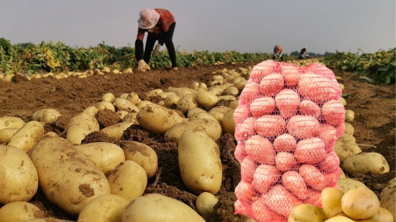 आलू को सालभर के लिए स्टोर करने का ये जुगाड़ है दमदार, एक मुट्ठी राख में मिला दें ये चीज 1 साल तक न होंगे अंकुरित न होंगे खराब, जाने नाम