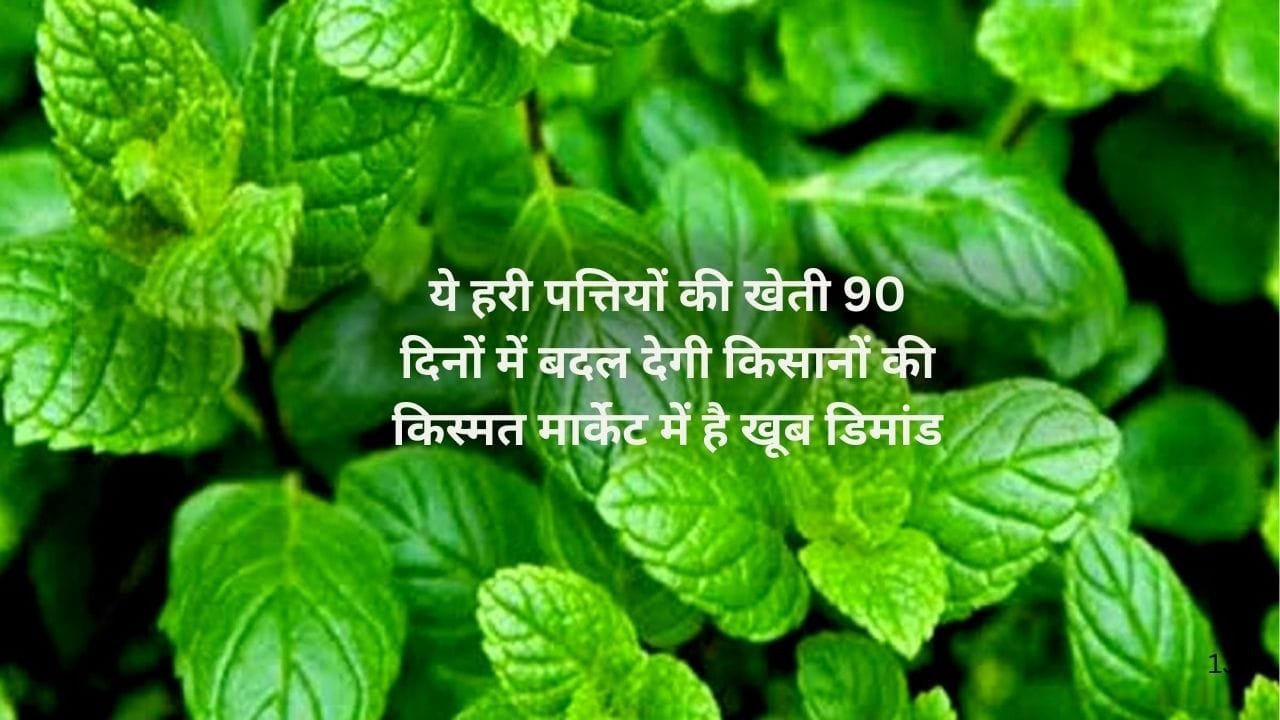 ये हरी पत्तियों की खेती 90 दिनों में बदल देगी किसानों की किस्मत, मार्केट में है खूब डिमांड खेती से मालामाल हो जाएंगे किसान, जाने नाम