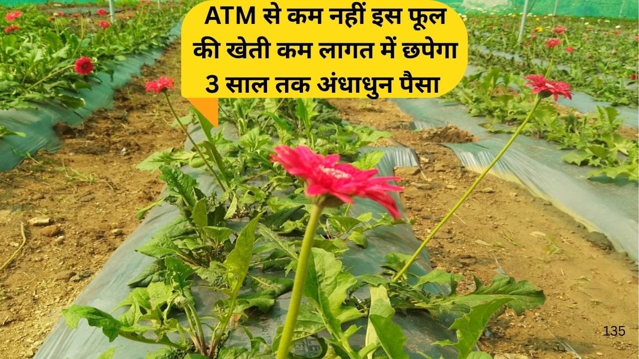 ATM से कम नहीं इस फूल की खेती, कम लागत में छपेगा 3 साल तक अंधाधुन पैसा मार्केट में है खूब डिमांड, जाने नाम