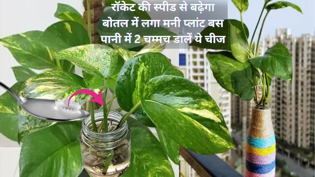 Gardening Tips: रॉकेट की स्पीड से बढ़ेगा बोतल में लगा मनी प्लांट, बस पानी में 2 चम्मच डालें ये चीज गर्मियों में पौधे में निकलेगी अनगिनत नई पत्तियां, जाने नाम