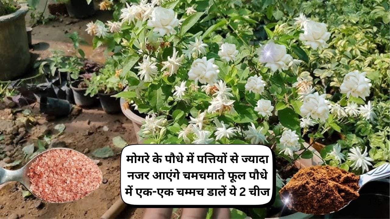 Gardening tips: मोगरे के पौधे में पत्तियों से ज्यादा नजर आएंगे चमचमाते फूल, बस पौधे में एक-एक चम्मच डालें ये 2 चीज, जाने नाम