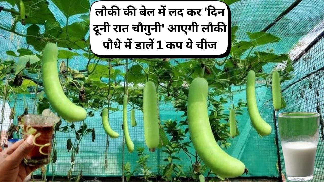 Gardening tips: लौकी की बेल में लद कर 'दिन दूनी रात चौगुनी' आएगी लौकी, पौधे में डालें एक कप ये चीज पड़ोसियों को भी बाटते-बाटते थक जाएंगे
