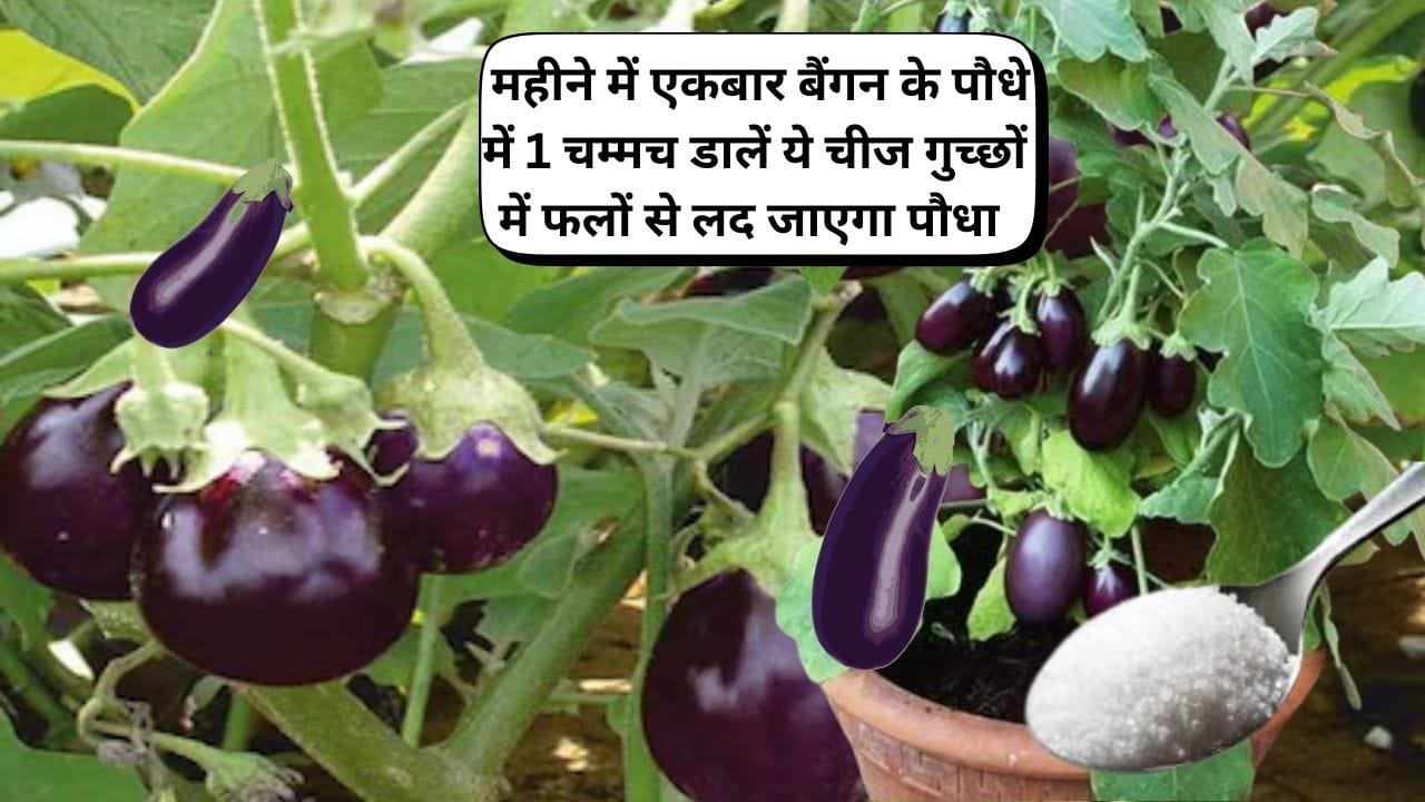 Gardening Tips: महीने में एकबार बैंगन के पौधे में 1 चम्मच डालें ये चीज, पौधे में लगे कीड़ों का अटैक होगा जड़ से खत्म गुच्छों में फलों से लद जाएगा पौधा