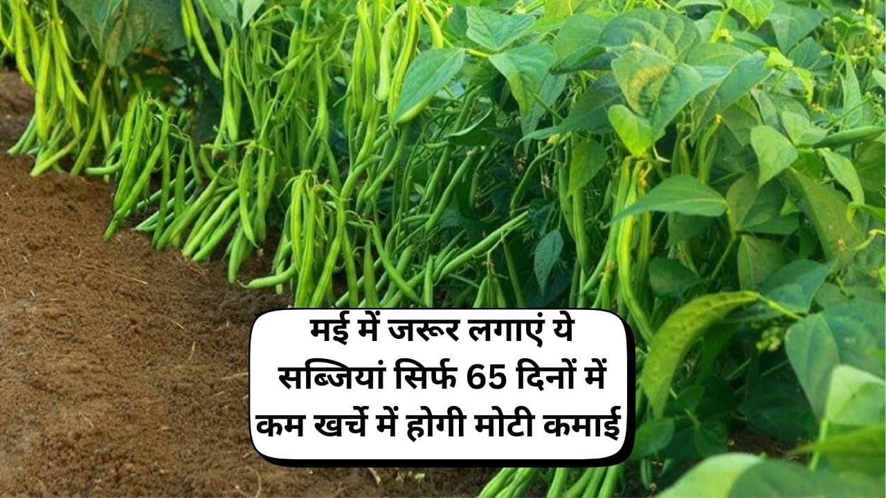 मई में जरूर लगाएं ये सब्जियां, सिर्फ 65 दिनों में कम खर्चे में होगी मोटी कमाई मार्केट में है खूब डिमांड मिलेंगे तगड़े दाम, जाने नाम