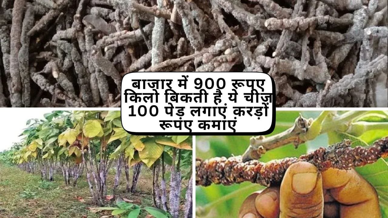 बाजार में 900 रूपए किलो बिकती है ये खास किस्म चीज, 100 पेड़ लगाएं करड़ों रूपए कमाएं मार्केट में है खूब डिमांड, जाने नाम