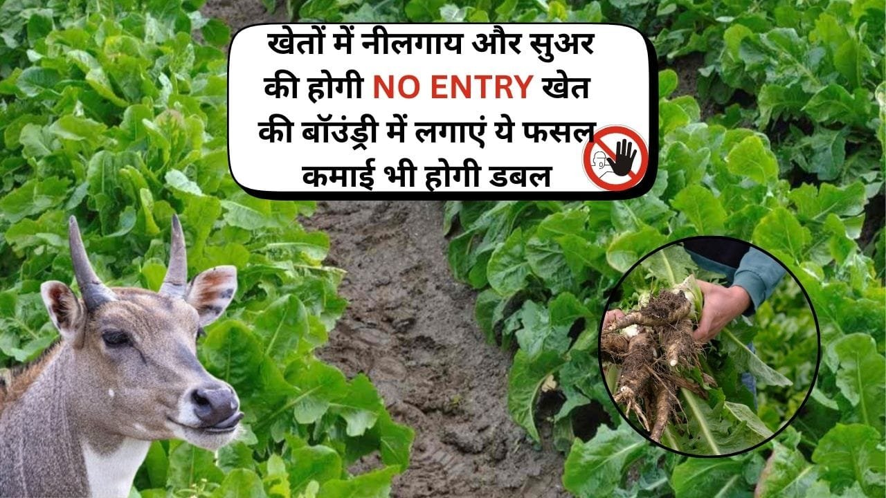 Agriculture tips: खेतों में नीलगाय और सुअर की होगी NO ENTRY, खेत की बॉउंड्री में लगाएं ये फसल कमाई भी होगी डबल, जाने नाम