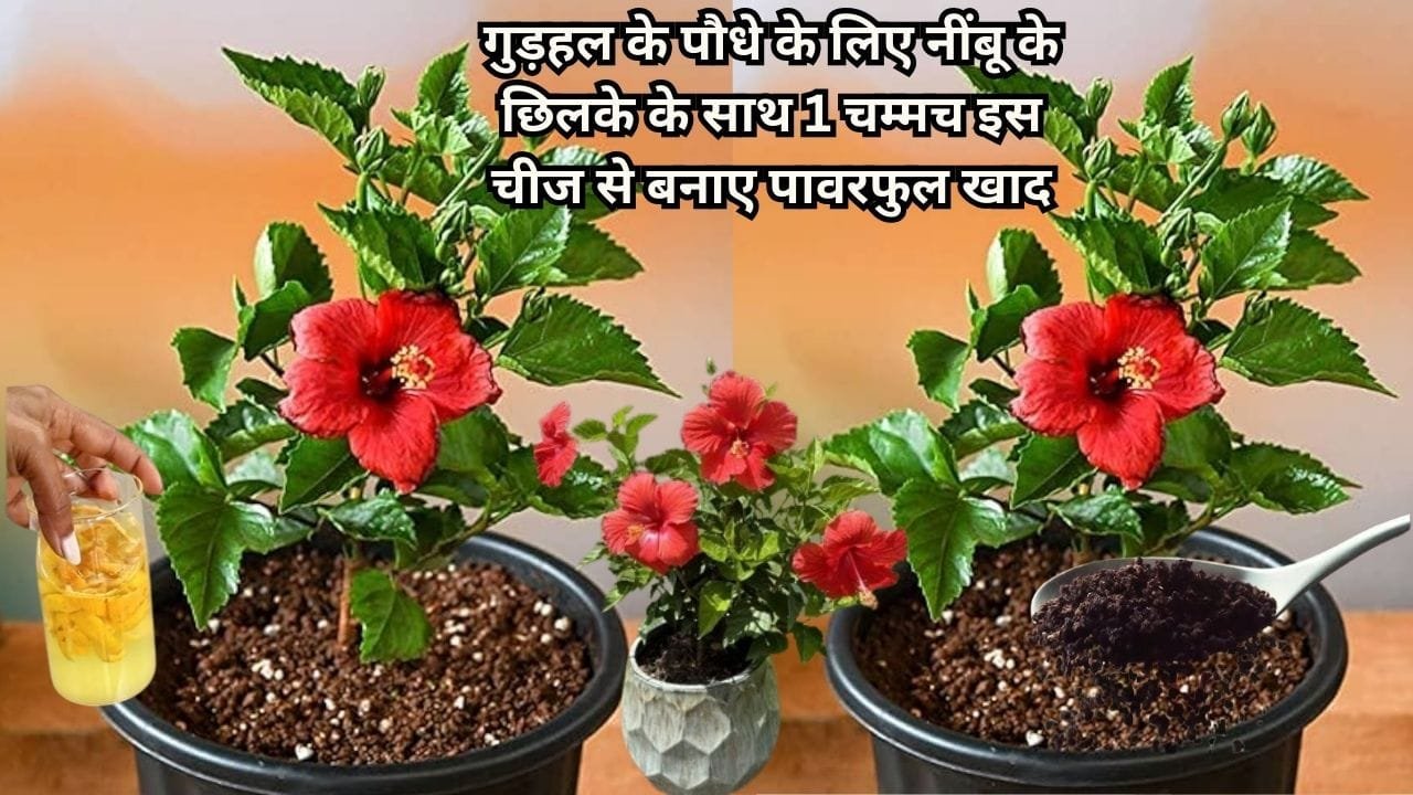 Gardening Tips: गुड़हल के पौधे के लिए नींबू के छिलके के साथ 1 चम्मच इस चीज से बनाए पावरफुल खाद, पौधे की हर डाल में खिलेंगे फूल, जाने नाम