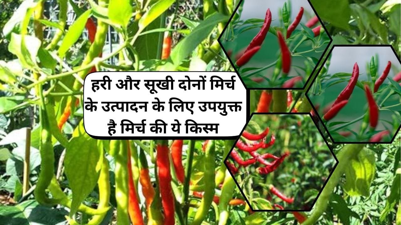 हरी और सूखी दोनों मिर्च के उत्पादन के लिए उपयुक्त है मिर्च की ये किस्म, सिर्फ 75 दिनों में होगी तैयार देगी बंपर पैदावार, जाने नाम