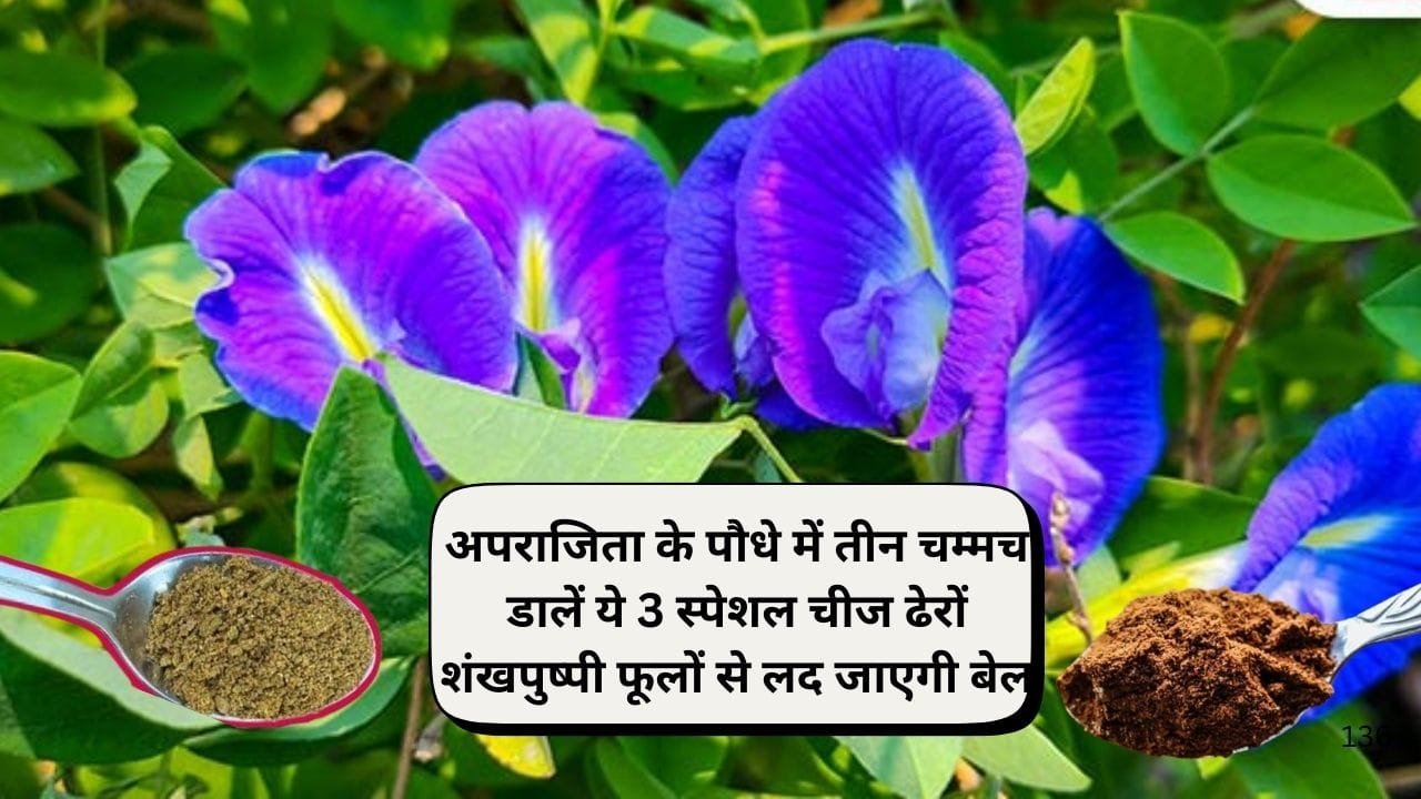 Gardening Tips: अपराजिता के पौधे में तीन चम्मच डालें ये 3 स्पेशल चीज, ढेरों शंखपुष्पी फूलों से लद जाएगी बेल, जाने पौधे से फूल लेने का राज