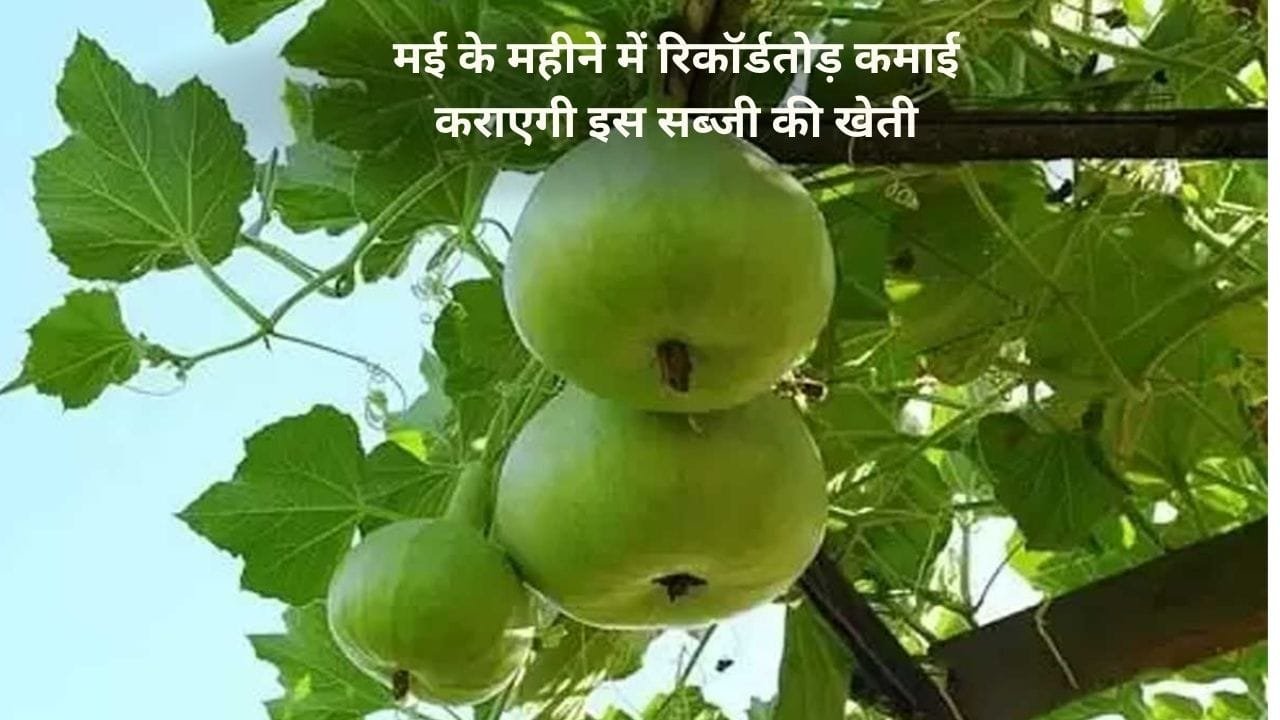 मई के महीने में रिकॉर्डतोड़ कमाई कराएगी इस सब्जी की खेती, 55 दिनों में खेती से आएंगे लाखों मार्केट में है बहुत डिमांड, जाने नाम