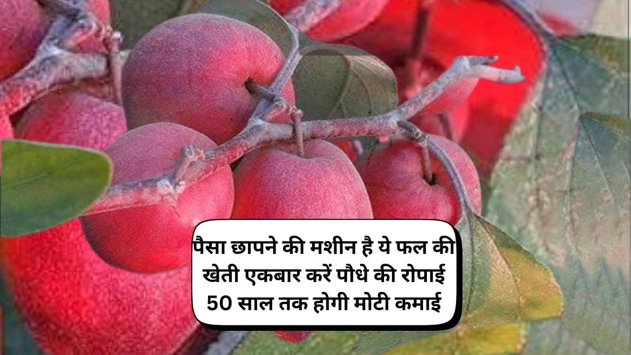 अंधाधुन पैसा छापने की मशीन है इस फल की खेती, एकबार करें पौधे की रोपाई 50 साल तक होगी लाखों की कमाई, जाने नाम