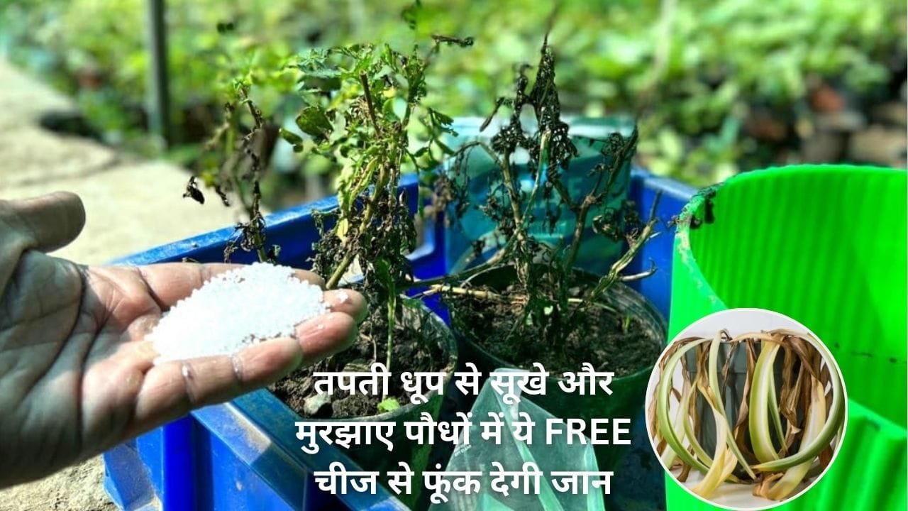 Gardening Tips: तपती धूप से सूखे और मुरझाए पौधों में ये FREE चीज से फूंक देगी जान, ज्यादा पानी देने की भी नहीं पड़ेगी जरूरत, जाने नाम
