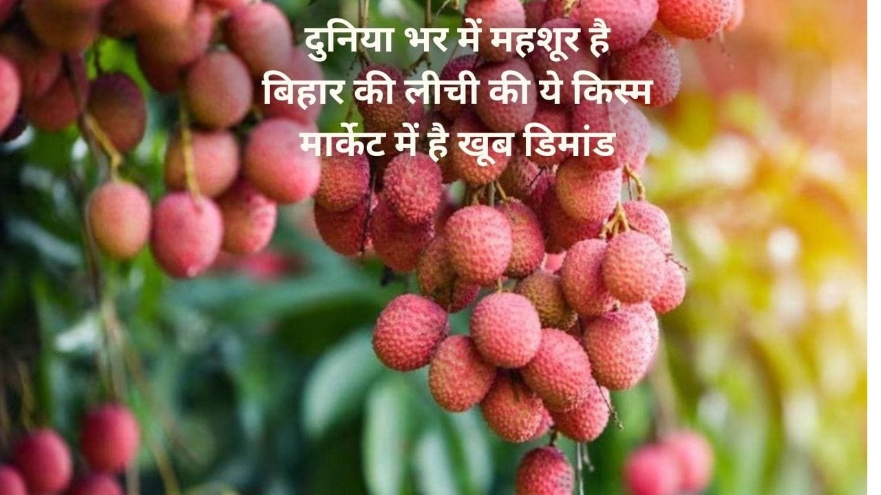 दुनिया भर में महशूर है बिहार की लीची की ये किस्म, एकबार करें पौधों की रोपाई कई सालों तक होगी तगड़ी कमाई मार्केट में है खूब डिमांड, जाने नाम