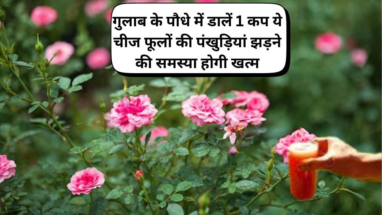 Gardening Tips: गुलाब के पौधे में डालें 1 कप ये चमत्कारी चीज, फूलों की पंखुड़ियां झड़ने की समस्या होगी खत्म पौधे में लद-लद कर आएंगे, जाने नाम