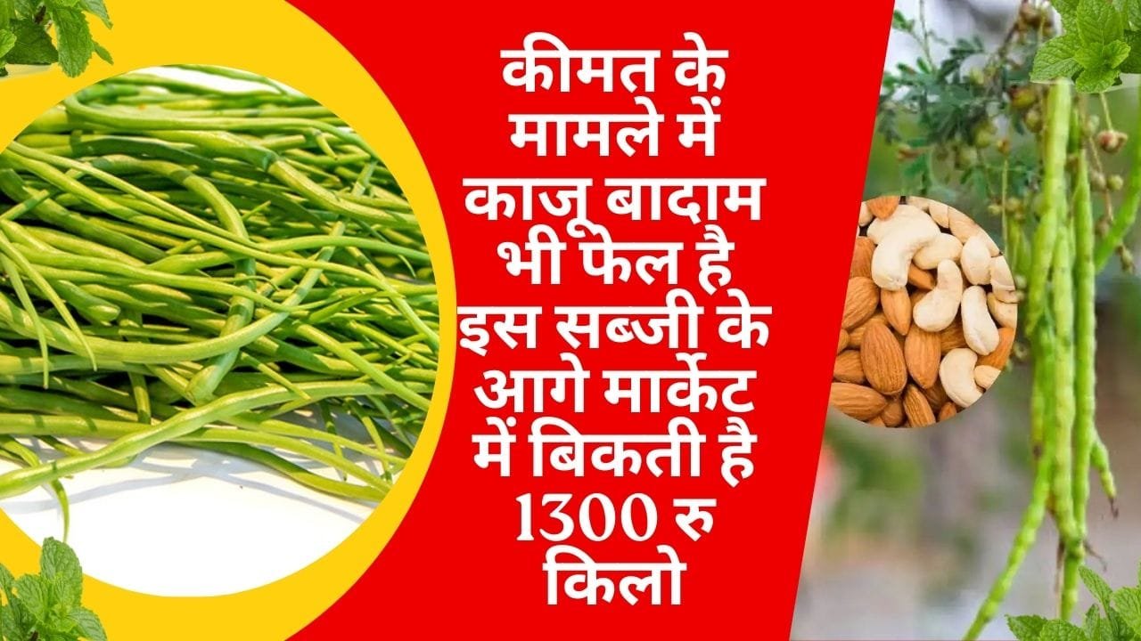 कीमत के मामले में काजू बादाम भी फेल है इस सब्जी के आगे, मार्केट में बिकती है 1300 रूपए किलो 50 डिग्री तापमान में भी हो जाएगी खेती, जाने नाम