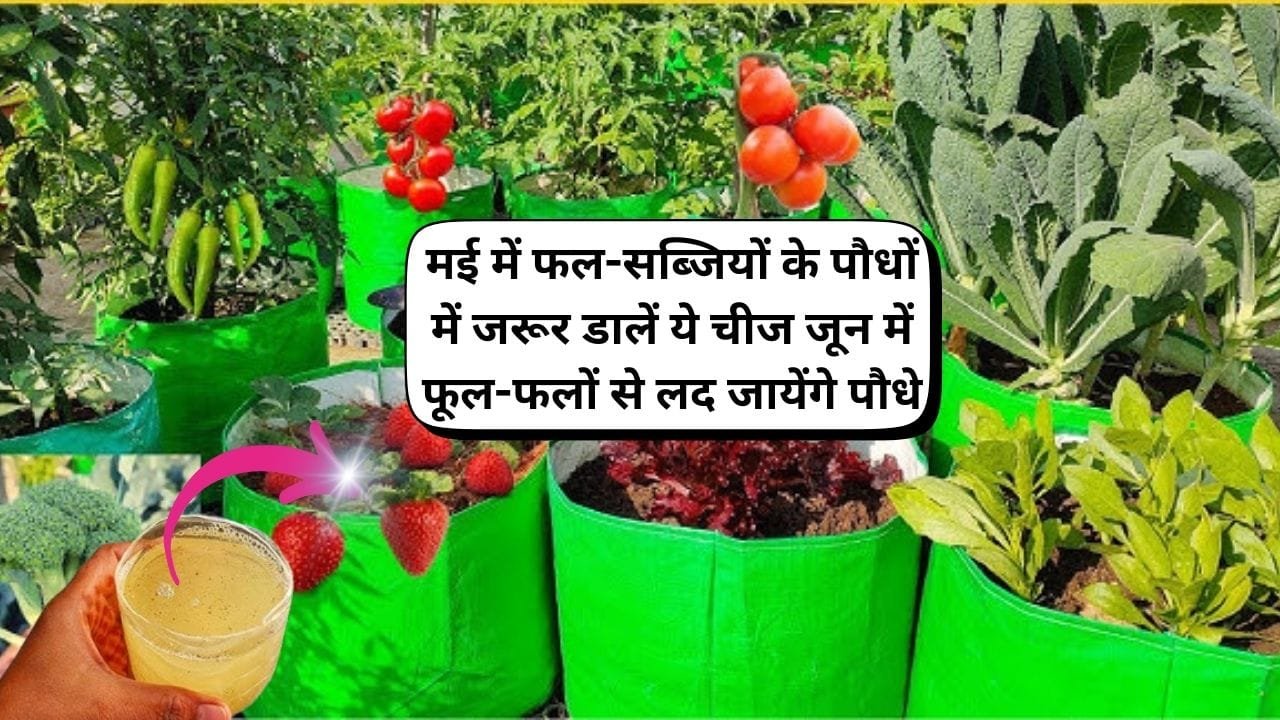 मई में फल-सब्जियों के पौधों में जरूर डालें ये चीज, फूल झड़ने पत्तियां पीली पड़ने की समस्या होगी खत्म जून में फूल-फलों से लद जायेंगे पौधे, जाने नाम