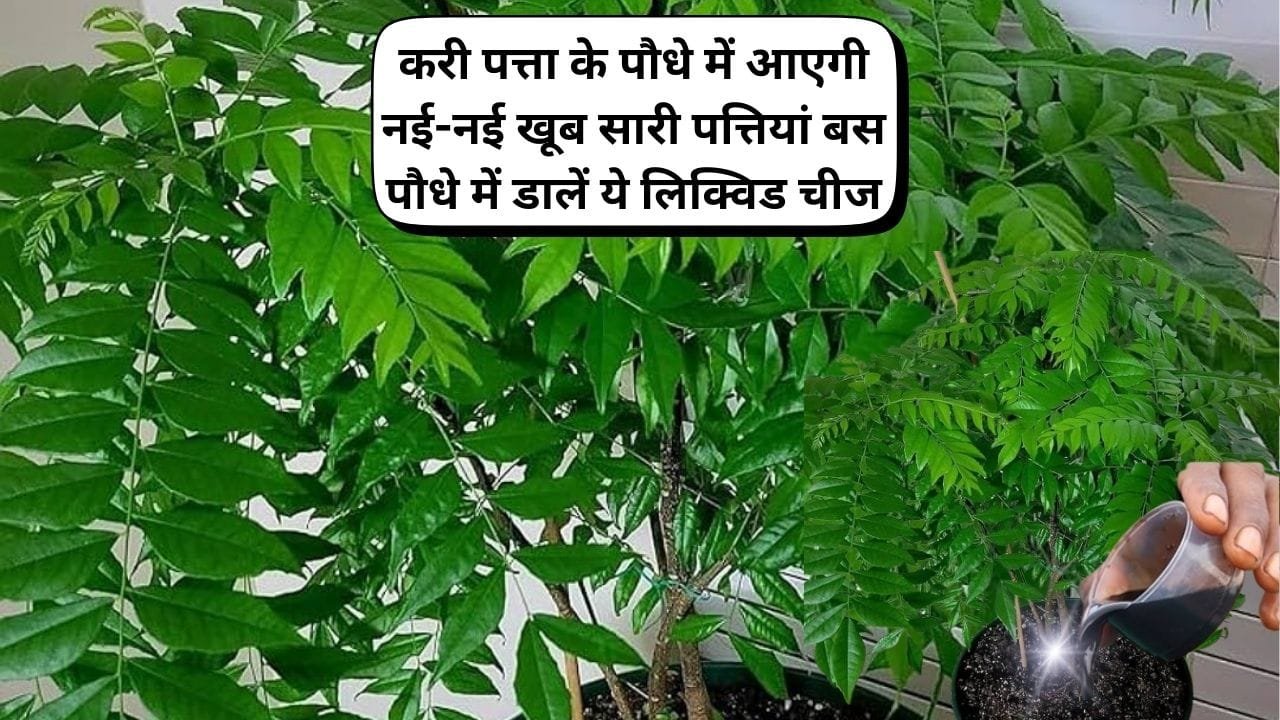 Gardening tips: करी पत्ता के पौधे में आएगी नई-नई खूब सारी पत्तियां, बस पौधे में डालें एक चम्मच ये लिक्विड चीज जंगल जैसा घना होगा पौधा
