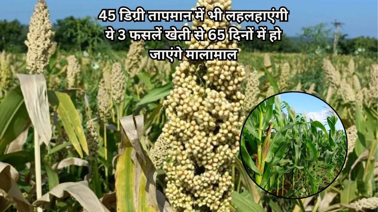45 डिग्री तापमान में भी लहलहाएंगी ये 3 फसलें, एक एकड़ में खेती से सिर्फ 65 दिनों में हो जाएंगे मालामाल कम पानी में होगी तैयार, जाने नाम