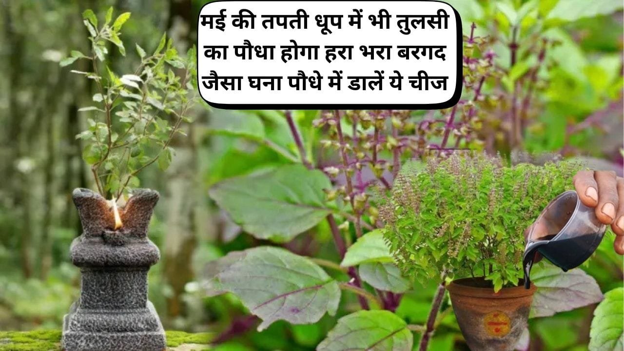 Gardening Tips: मई की तपती धूप में भी तुलसी का पौधा होगा हरा भरा बरगद जैसा खूब घना, बस पौधे में डालें ये चीज और करें ये एक काम, जाने नाम