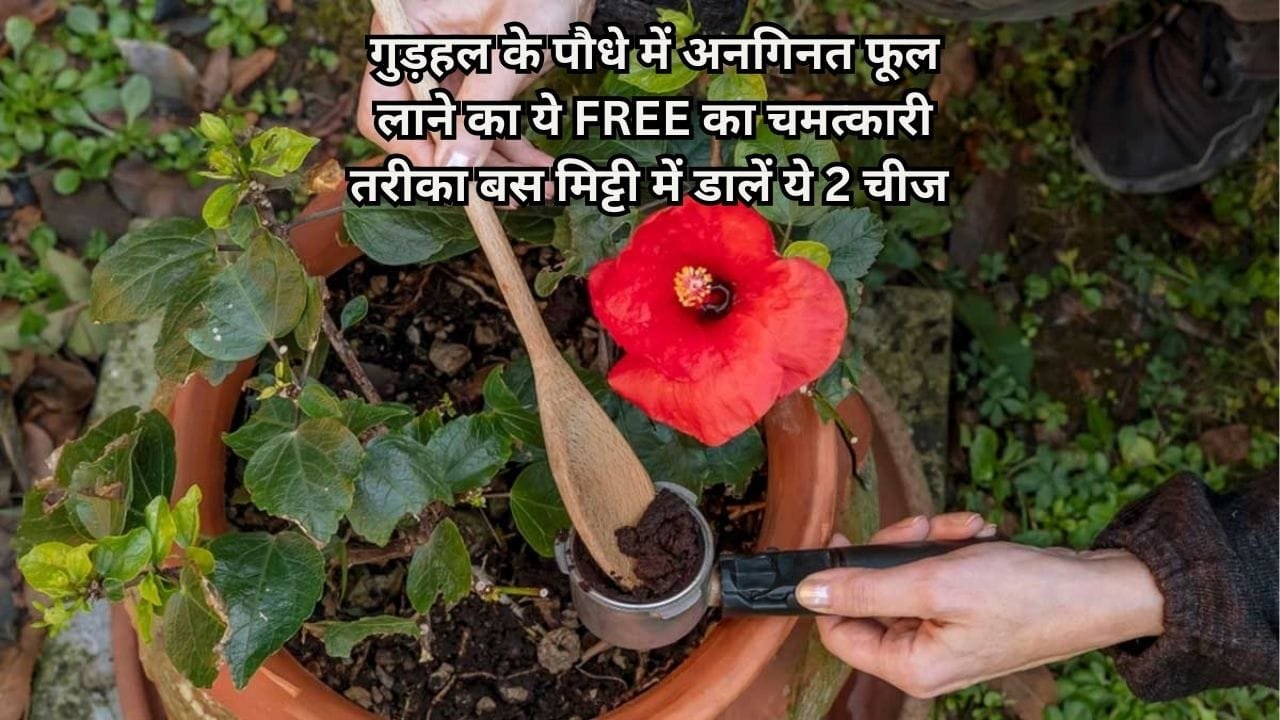 Gardening tips: गुड़हल के पौधे में अनगिनत फूल लाने का ये FREE का चमत्कारी तरीका, बस मिट्टी में डालें ये 2 चीज भर-भर के आएंगी कलियां