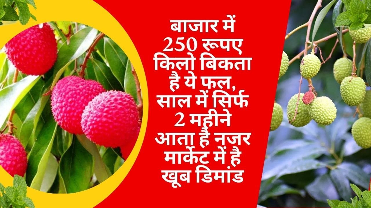 बाजार में 250 रूपए किलो बिकता है ये फल, साल में सिर्फ 2 महीने आता है नजर मार्केट में है खूब डिमांड खेती से हो जाएंगे मालामाल, जाने नाम