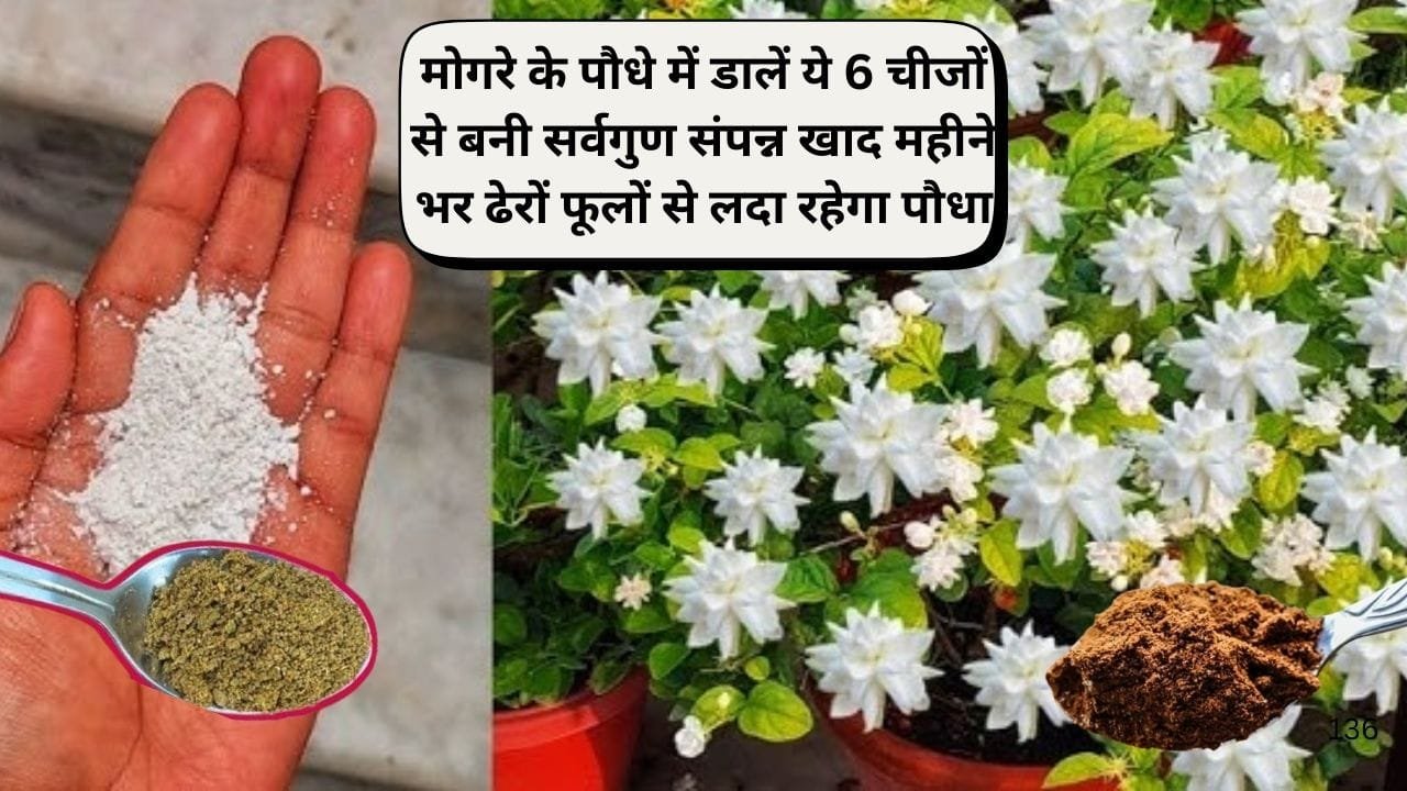 Gardening Tips: मोगरे के पौधे में डालें ये 6 चीजों से बनी सर्वगुण संपन्न खाद, महीने भर ढेरों फूलों से लदा रहेगा पौधा, जाने पौधे से फूल लेने का राज
