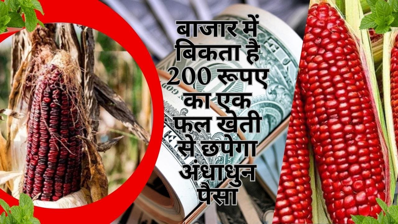 बाजार में बिकता है 200 रूपए का एक फल, खेती से छपेगा अंधाधुन पैसा एक एकड़ खेती से खुल जाएगी किस्मत, जाने नाम