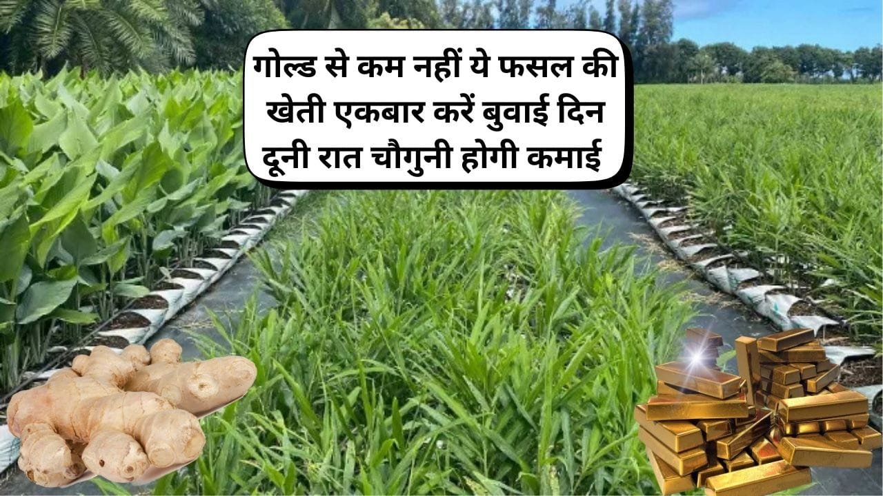 गोल्ड से कम नहीं ये फसल की खेती, 1 बार करें बुवाई फसल तैयार होने के बाद नहीं भी की खुदाई तो भी जमीन में दिन दूनी रात चौगुनी बढ़ेगी पैदावार