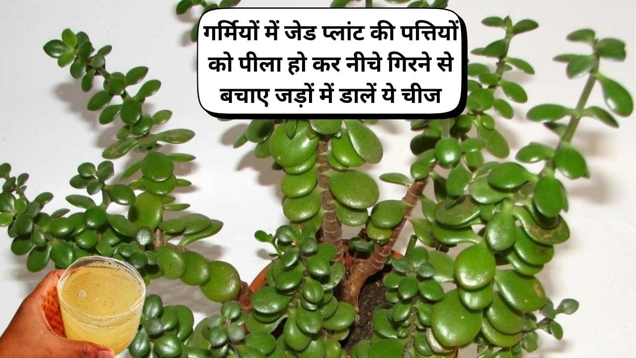 Gardening Tips: गर्मियों में जेड प्लांट की पत्तियों को पीला हो कर नीचे गिरने से बचाए, जड़ों में डालें ये चीज हरा भरा घना होगा पौधा, जाने नाम