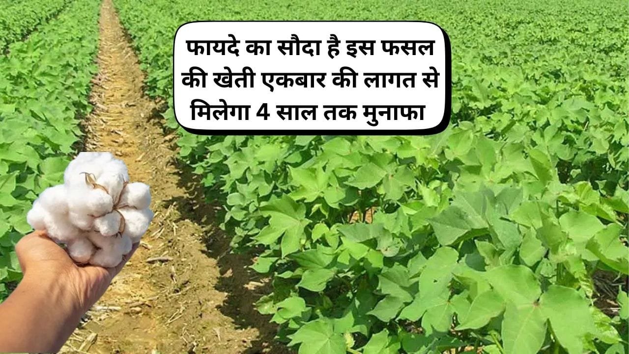 फायदे का सौदा है इस फसल की खेती, एकबार की लागत से मिलेगा 4 साल तक मुनाफा सालभर बनी रहती है डिमांड, जाने नाम