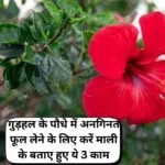 Gardening tips: गुड़हल के पौधे में अनगिनत फूल लेने के लिए करें माली के बताए हुए ये 3 काम, कलियों और फूलों से भर जाएगी डाल
