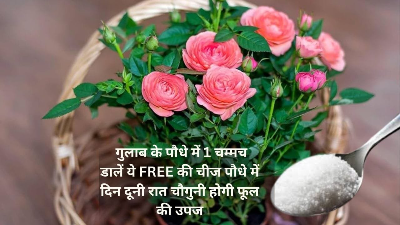 Gardening tips: गुलाब के पौधे में एक चम्मच डालें ये FREE की चीज, पौधे में दिन दूनी रात चौगुनी होगी फूल की उपज, जाने नाम