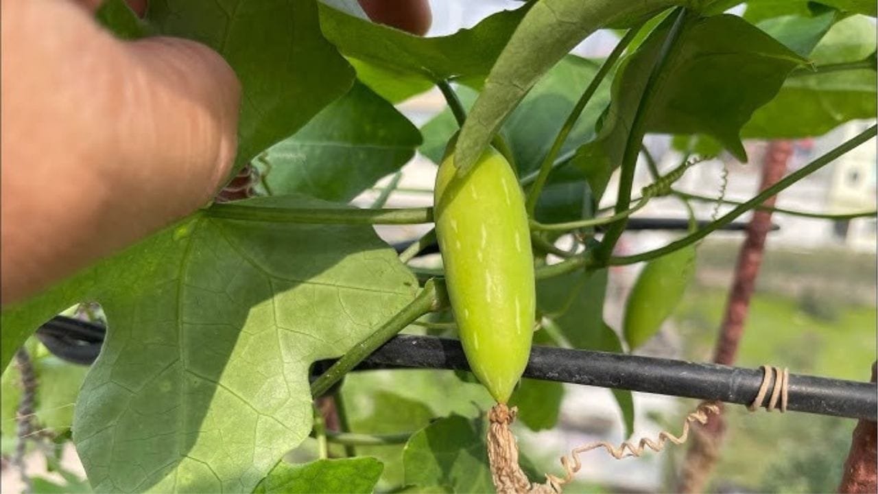 मई में इस सब्जी की खेती से सिर्फ 70 दिनों में किसानों के खाते में आएंगे लाखों, मार्केट में है खूब डिमांड, जाने बुवाई का तरीका