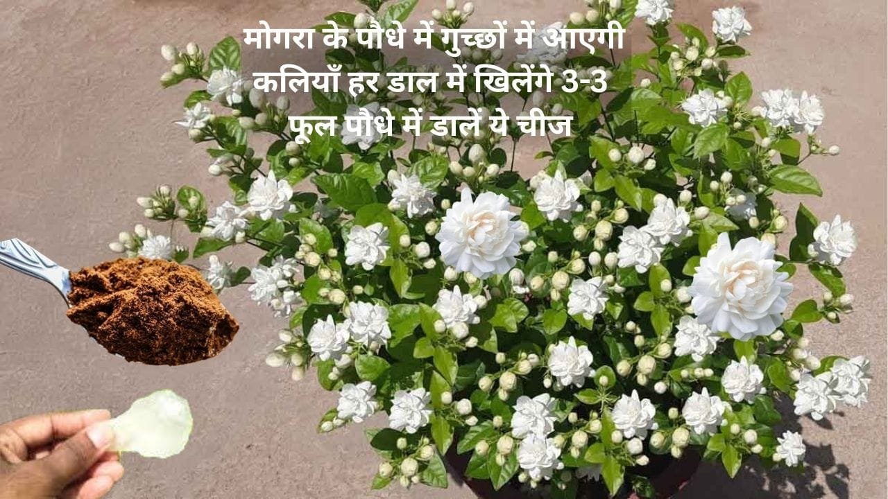 Gardening Tips: मोगरा के पौधे में गुच्छों में आएगी कलियाँ हर डाल में खिलेंगे 3-3 फूल, बस पौधे में डालें ये 5 रूपए की चीज और देखें जादू, जाने नाम