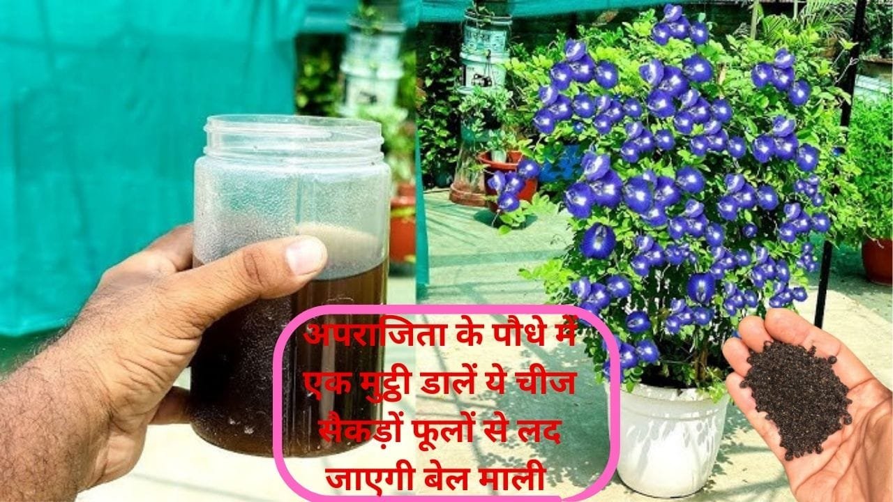 Gardening tips: अपराजिता के पौधे में एक मुट्ठी डालें ये चीज, सैकड़ों फूलों से लद जाएगी बेल माली भी खुद करता है इसका इस्तेमाल, जाने नाम