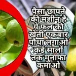 पैसा छापने की मशीन है ये फल की खेती, एकबार पौधा लगाओ कई सालों तक मुनाफा कमाओ मार्केट है खूब डिमांड, जाने नाम